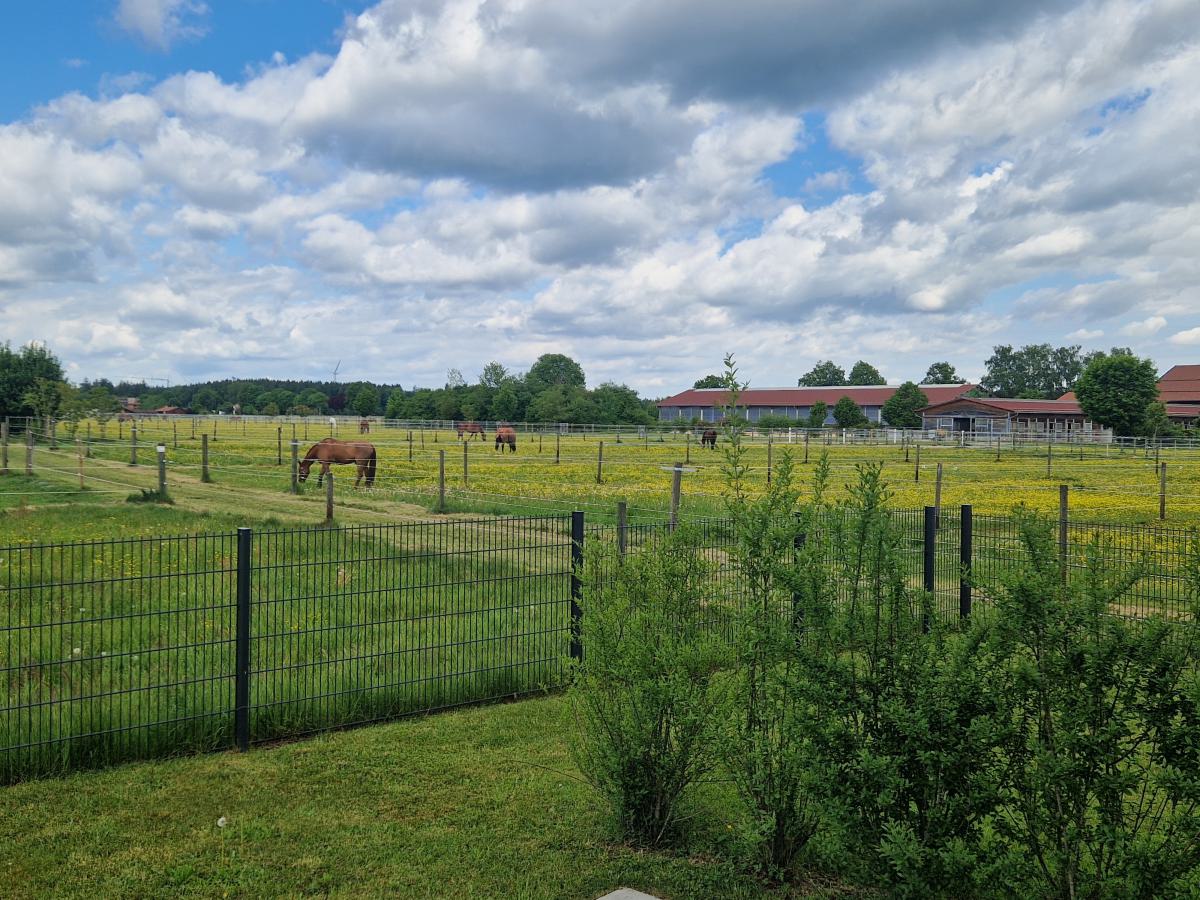 Pferdekoppel in direkter Nachbarschaft